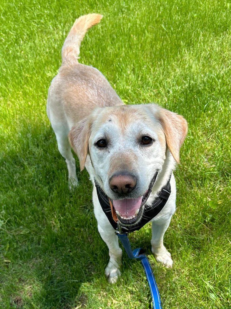 Humane Society Of North Iowa » Dogs