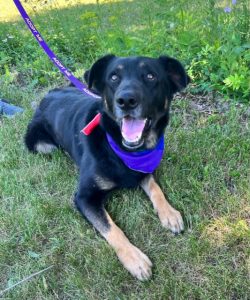 HUMANE SOCIETY OF NORTH IOWA » DOGS